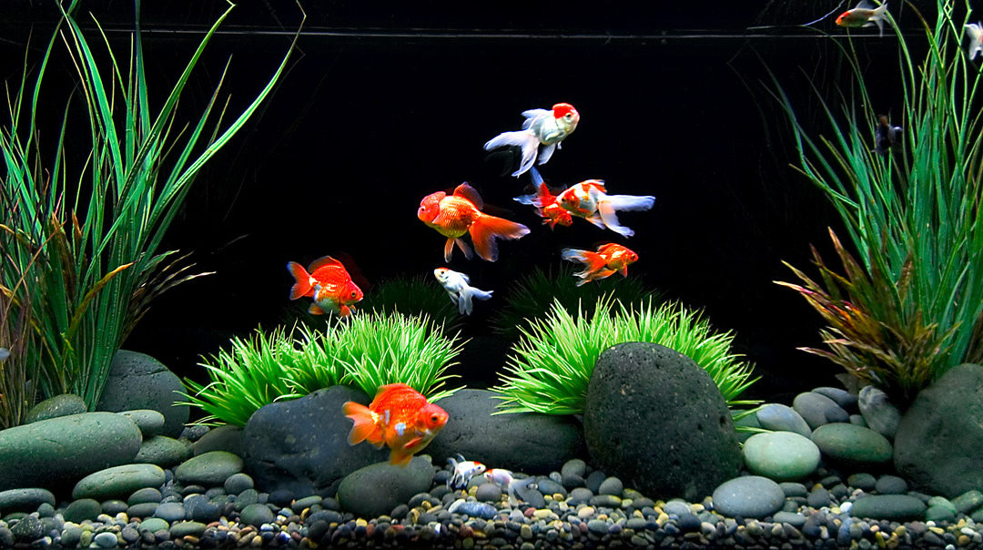 Aquarium