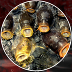 100ML Fishing Red Worm Attractant Bait Liquid